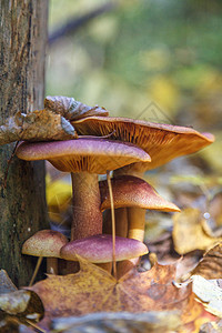 蘑菇家庭树桩苔藓烹饪饮食团体木头橙子森林叶子季节图片