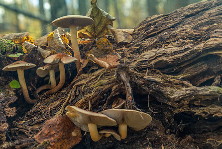 蘑菇家庭橙子蔬菜树桩叶子苔藓宏观烹饪生长地面木头图片