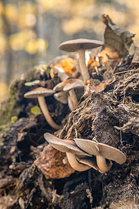 蘑菇家庭烹饪蔬菜生长森林树桩木头季节荒野叶子地面图片