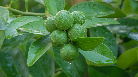 青绿树果汁农场柠檬食物水果种植园果园植物生长收成图片