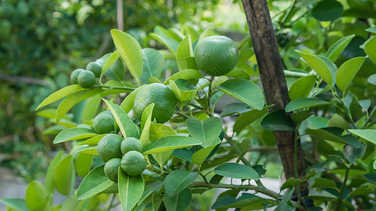 青绿树食物农场生长橙子叶子柠檬果汁饮食果园花园图片
