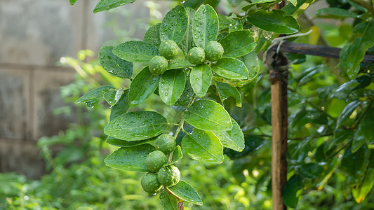 青绿树生长橙子水果场地果汁植物农场柠檬果园叶子图片