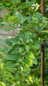 青绿树热带柠檬收成植物橙子种植园果园叶子生长水果图片
