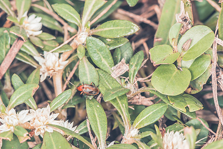 森林里的红色昆虫野生动物眼睛植物群动物群翅膀植物漏洞宏观甲虫生活图片