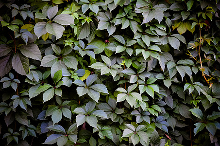 绿墙背景野葡萄墙纸感恩叶子假期桌面南瓜葡萄园日历爬行者季节图片