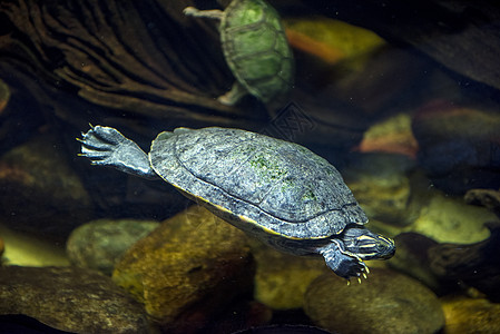 海龟在水族馆里图片