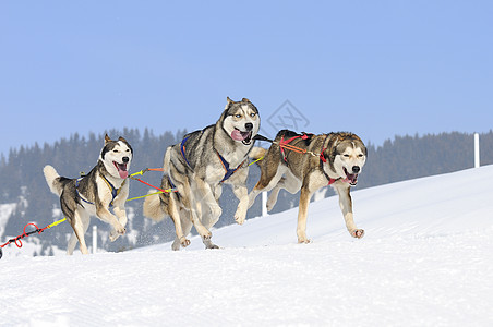 运动狗竞赛运输速度犬类宠物跑步雪橇会议杯子马具图片