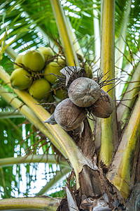 带有棕椰子的椰子树美食水果食物叶子植物热带树干农业团体棕榈图片