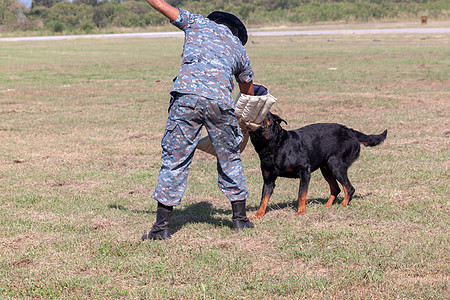 K9狗部队士兵程序法律执法训练犬类服务坏狗牧羊人药品领导图片