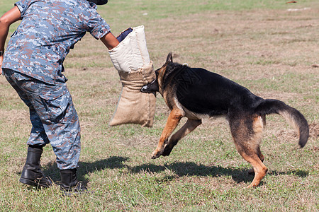 K9狗部队士兵犯罪单元药品训练警察坏狗领导斗争执法犬类图片