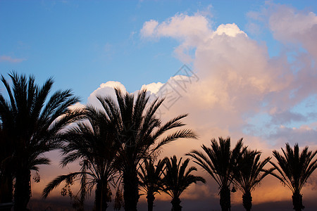 日落时对天的棕榈树图片