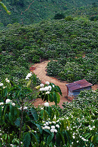 开花季节种植宽敞的咖啡场地农场种植园咖啡花爬坡农村房子白花场景花园背景图片