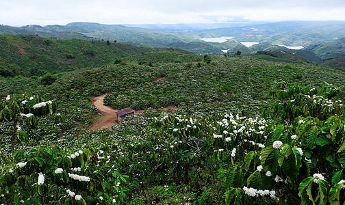 开花季节种植宽敞的咖啡种植园农村房子咖啡店场景咖啡厂场地咖啡种植园植物白花背景图片