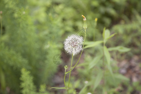 Dandelion 时钟种子生活发芽雌蕊花瓣城市植物植物学草地幸福图片