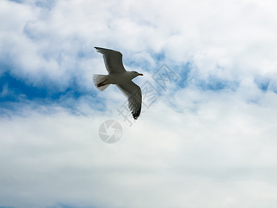 夏天在天空中笼罩着乌云空气海鸥航班地平线野生动物海洋晴天羽毛自由蓝天图片