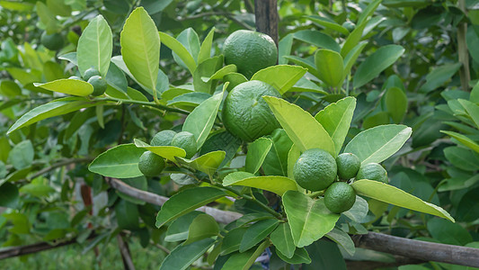 青绿树果园叶子饮食柠檬生长热带场地食物果汁种植园图片