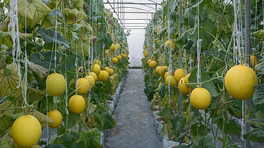 黄色坎塔罗瓜甜瓜水果营养生产生长食物果园蔬菜种植园叶子甜点图片