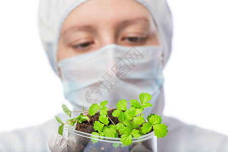 年轻植物的发芽 在手中 一个生物学家在白背上图片