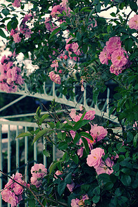 攀爬玫瑰花棚 漂亮的栅栏前门房子格子旅游植物群花朵绿叶旅行美化花架住宅图片