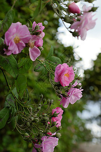 攀爬玫瑰花棚 漂亮的栅栏前门花园格子美化住宅植物群花架院子园艺绿叶玫瑰图片