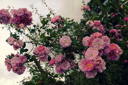 攀爬玫瑰花棚 漂亮的栅栏前门旅行院子绿叶美化花朵植物群住宅房子格子植物图片