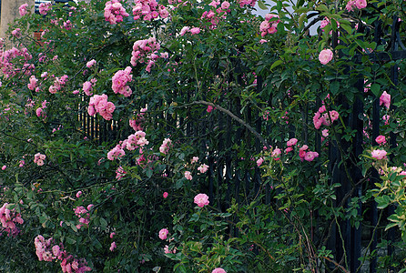 攀爬玫瑰花棚 漂亮的栅栏前门玫瑰花朵园艺旅游花园绿叶植物群旅行美化花架图片