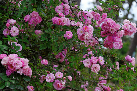 攀爬玫瑰花棚 漂亮的栅栏前门院子花朵植物群房子玫瑰园艺旅游旅行住宅花园图片