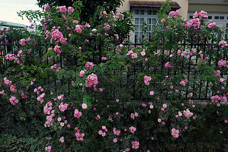 攀爬玫瑰花棚 漂亮的栅栏前门绿叶房子格子旅行住宅花架花园花朵植物群园艺图片
