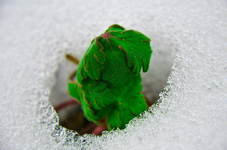 从融雪雪覆盖中出现的早期发芽图像地面生长宏观植物学生活季节阴影地球幼苗土壤图片