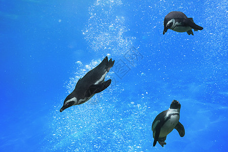三个企鹅在水下游泳图片