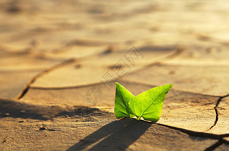 通过干裂土壤生长的植物发芽树叶裂缝地球沙漠干旱全球土地黏土绿色图片