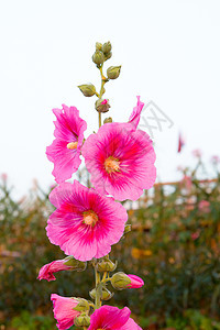 美丽鲜花背景白色插图花园婚礼绿色红色花束叶子玫瑰植物群图片