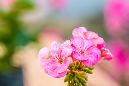 美丽的玫瑰和开放的 flowe插图纺织品婚礼植物红色白色水彩艺术叶子绿色图片