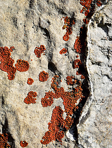 石灰岩上的橙色地衣图片