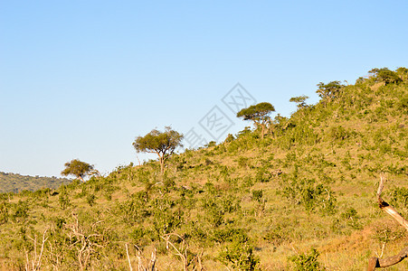 热带草原上的木质山丘图片