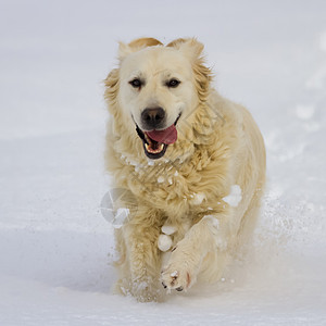 金色猎犬在雪中奔跑图片