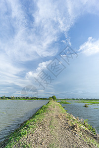 绿地和蓝天空阳光植物日落场地农业乡村蓝色天空农场绿色图片