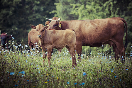 波兰苏沃什茨奇兹纳 草地上的牛群和小牛母性农田奶牛驾驶农场牛奶牛肉哺乳动物国家奶制品图片