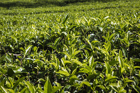 日落时茶叶种植园 自然背景阳光高地农业环境天空热带生长爬坡植物群财产图片