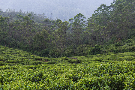 斯里兰卡绿色茶叶绿地的风景种植园生长阳光爬坡环境植物群农田财产农村热带图片