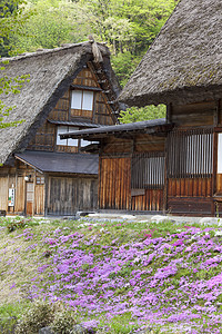 传统和历史古老的日本村庄白川房子建筑学村庄森林博物馆地标建筑文化农家全景图片