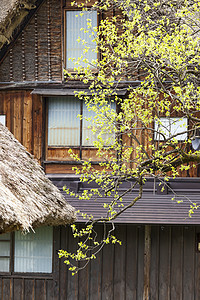 传统和历史古老的日本村庄白川村庄遗产森林博物馆世界农家三角形全景房子历史性图片