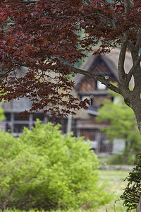 传统和历史古老的日本村庄白川村庄世界地标房子农场全景遗产建筑学三角形橙子图片