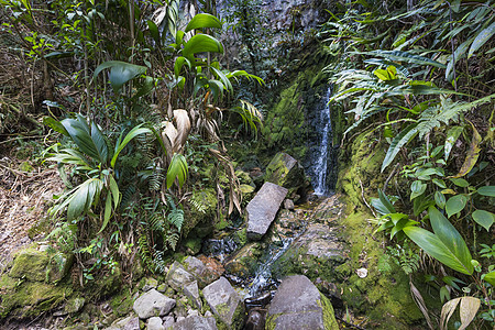 来自委内瑞拉罗赖马山的溪流生态水滴丛林森林瀑布寒冷液体飞溅跑步流动图片