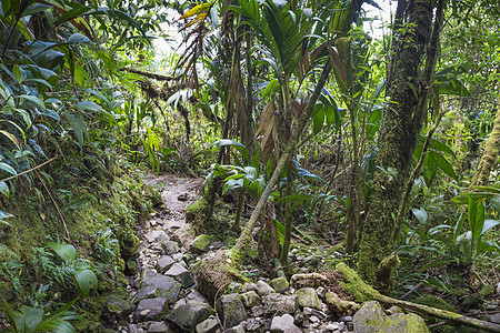 来自委内瑞拉罗赖马山的溪流液体生态流动水滴苔藓瀑布森林寒冷飞溅丛林背景图片