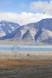 在贫瘠山脉下 蓝色海湾的美丽景色风景峡湾巡航旅行冒险沙漠爬坡场景苔原海滨岩石图片