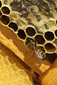 梳理纹理中的新鲜蜂蜜环境细胞食物蜂巢蜂蜡动物框架蜂窝梳子蜜蜂图片