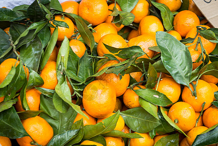 新鲜的红番茄柑橘质水果皮肤热带生产柑桔农业市场农民团体果汁图片