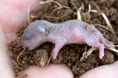 近距离接近小老鼠的宝宝宏观老鼠哺乳动物动物新生幼兽野生动物胚胎土壤孵化图片