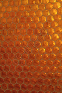 梳理纹理中的新鲜蜂蜜花粉细胞花蜜金子蜂蜡养蜂业梳子药品宏观动物图片